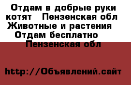 Отдам в добрые руки котят - Пензенская обл. Животные и растения » Отдам бесплатно   . Пензенская обл.